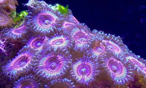Introduction To Marine Biology Part V Small Online Class For