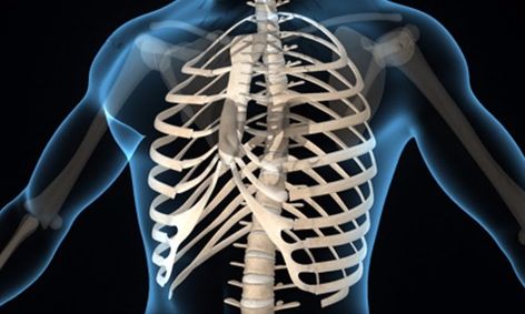 Wiring, Diagram and Flowchart: Skeletal System Function Worksheet