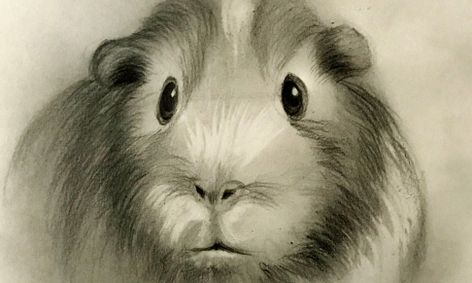Sketching Learn How To Sketch A Guinea Pig English Cavy Small Online Class For Ages 8 13 Outschool How to draw snowball from the secret life of pets. sketching learn how to sketch a guinea pig english cavy small online class for ages 8 13