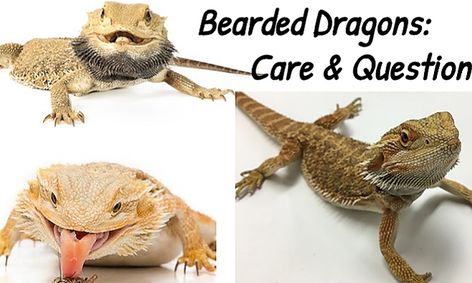Bearded Dragons Care And Questions Small Online Class For Ages