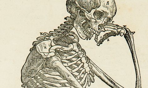Human Anatomy Skeletal System Small Online Class For Ages 13