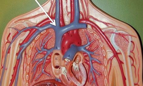 Anatomy For Beginners Small Online Class For Ages 14 18 Outschool