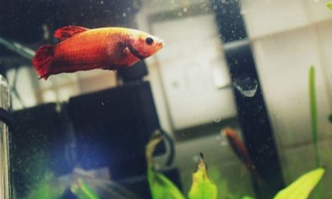 Betta Data All About Betta Fish And Caring For Them Small Online Class For Ages 6 10 Outschool