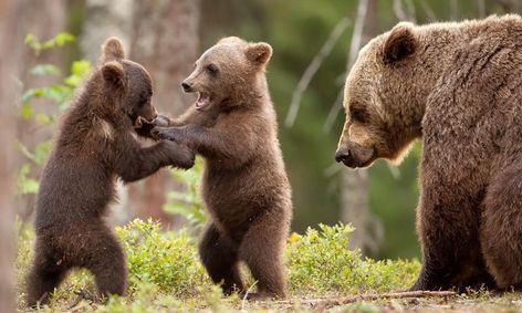 Animals Of Alaska Small Online Class For Ages 8 11 Outschool