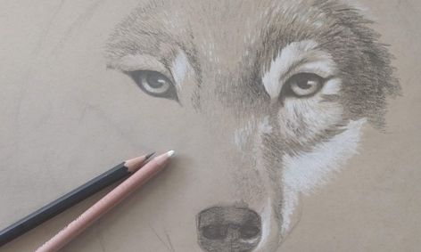 How To Draw Wolves Small Online Class For Ages 8 12 Outschool She uses unbelievable colors on her art. how to draw wolves small online class for ages 8 12