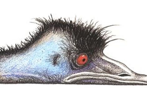 Reading Writing Science And Drawing With Edward The Emu Small