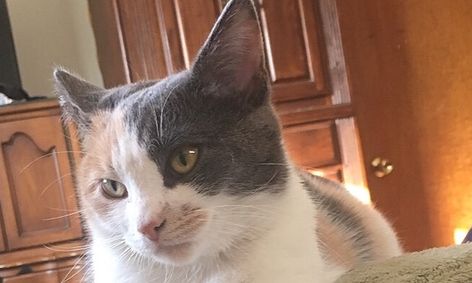 Do You Speak Cat Ages 10 13 Small Online Class For Ages 10 13