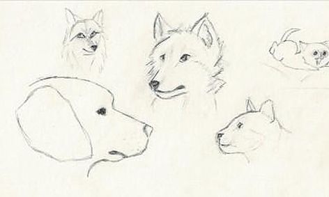 Drawing Animals Small Online Class For Ages 7 12 Outschool