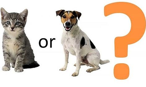 Cats Versus Dogs The Great Debate Small Online Class For Ages 4