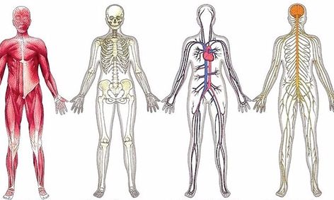The Human Body Small Online Class For Ages 8 12 Outschool