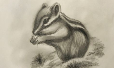 Sketching Learn How To Sketch A Chipmunk Small Online Class For Ages 8 13 Outschool See more of chipmunk art on facebook. sketching learn how to sketch a chipmunk small online class for ages 8 13