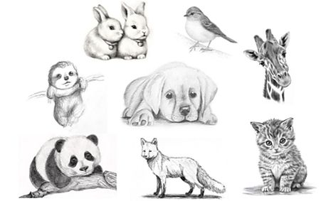 8 Week Pencil Sketching Series Realistic Animals Small Online Class For Ages 8 13 Outschool