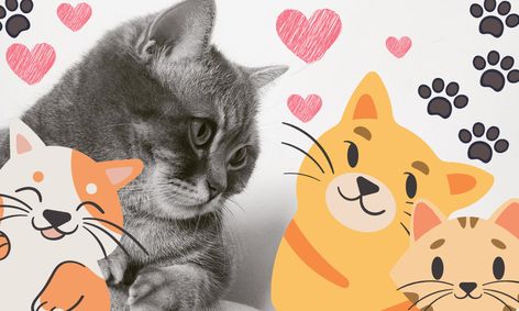 all about cats small online class for ages 3 6