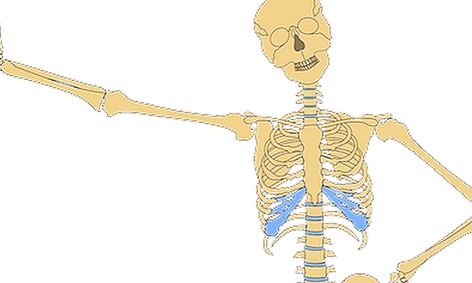 Intro To Anatomy Small Online Class For Ages 9 14 Outschool
