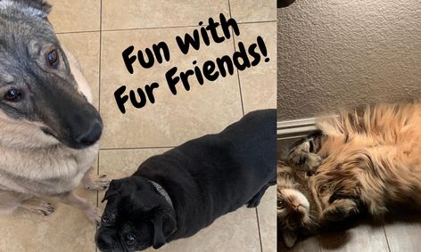 What It Means To Take Care Of Your Best Fur Friend Cat Or Dog