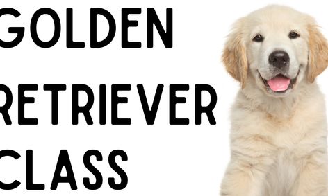 Dog Breeds Golden Retriever Small Online Class For Ages 9 11 Outschool