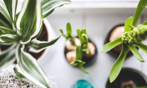 Plant Nerd Fan Club Let S Chat Houseplants Orchids Succulents And More Small Online Class For Ages 9 12 Outschool