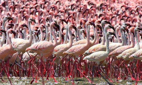 Learn About Flamingos For Pink Flamingo Day Ages 12 Small
