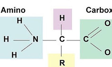 Introduction To Organic Chemistry Proteins Small Online Class