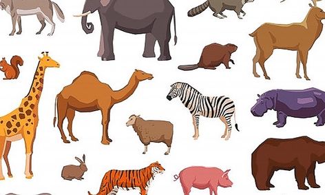 Migration frugtbart Derive Guess in Ten: Fun-Filled Animal Guessing Game | Small Online Class for Ages  7-12 | Outschool
