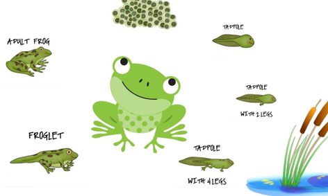 the life cycle of a frog small online class for ages 5 10