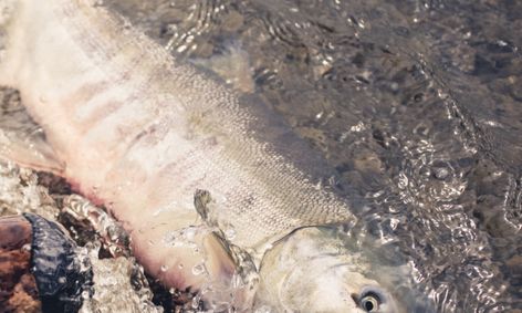 Amazon River Giant An Introduction To The Arapaima Fish Small Online Class For Ages 6 9 Outschool