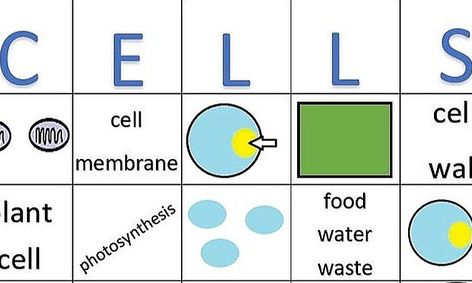 Cells Bingo Small Online Class For Ages 9 11 Outschool
