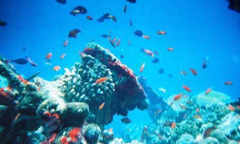 Introduction To Marine Biology Small Online Class For Ages 9 14