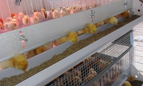 Raising Chickens In Your Backyard Small Online Class For Ages 10