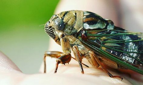 The Buzz About Cicadas Small Online Class For Ages 8 11 Outschool