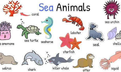 Semi-Aquatic VS. Aquatic Animals - Comparing and Contrasting Animals