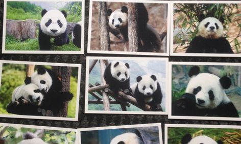 4 Week Mandarin Chinese Beginning Course For Kids 8 12 Years Old