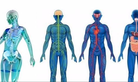 Human Anatomy And Physiology First Semester Small Online Class