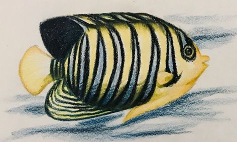 Drawing Learn How To Draw A Fish Royal Angel Small Online Class For Ages 8 13 Outschool