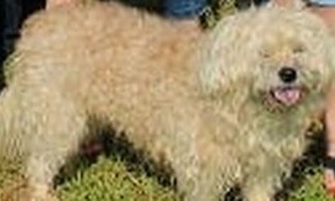All About Pets A Social Share Class Small Online Class For Ages