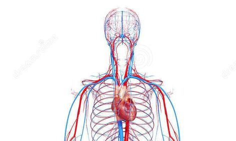 The Human Circulatory System An Anatomy Journey Small Online