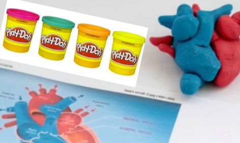 Build A Play Doh Heart Introduction To The Circulatory System