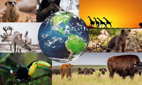 Beast Of The Biomes Animals And Adaptations Small Online Class
