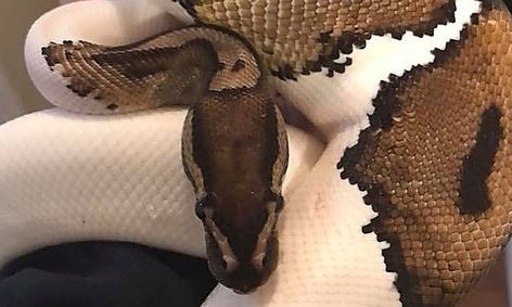 Snakes Snakes As Pets Small Online Class For Ages 9 13 Outschool
