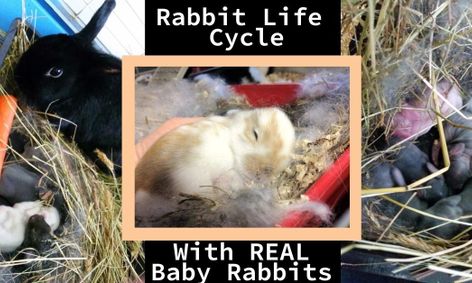 baby bunnys baby rabbit development with real rabbits birth to 4 weeks 3 6 small online class for ages 3 6