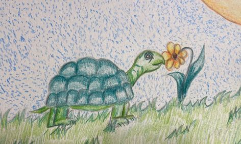 Learn About Tortoises And How To Draw Them Using Colored Pencils