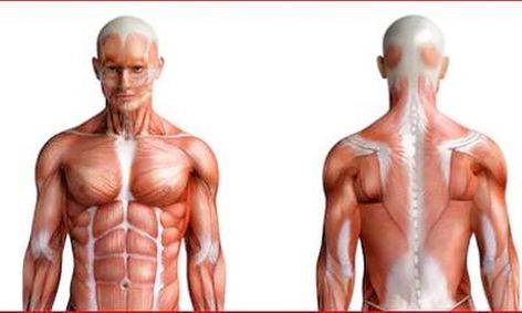 Human Anatomy What Happens When We Exercise Small Online