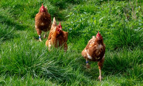 47 Best Images Austin Backyard Chickens : The Right To Roost In Texas Pandemic Reveals Patchwork Of Chicken Raising Rules Kut Radio Austin S Npr Station