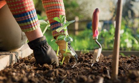 Growing A Garden Introduction To Gardening Small Online Class For Ages 6 11 Outschool