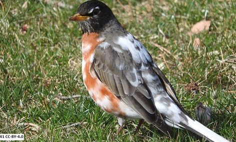 Yellow Cardinals Mottled Robins Color Mutations In Wild Birds Ages 13 Flex Small Online Class For Ages 13 18 Outschool