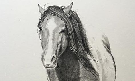 Drawing Horses Pencil Drawing Techniques For Horse Lovers With All New Horses Small Online Class For Ages 9 13 Outschool Free for commercial use no attribution required high quality images. drawing horses pencil drawing techniques for horse lovers with all new horses small online class for ages 9 13