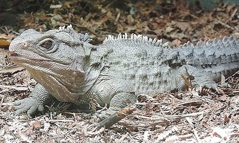 All About Animals Wild Reptiles Small Online Class For Ages 3 6 Outschool