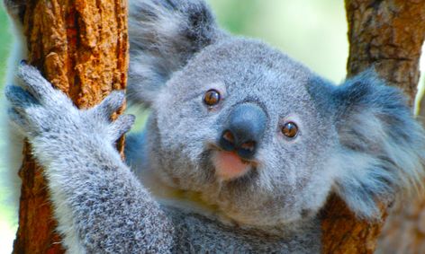 Solve The Mystery Who Stole The Baby Koala Interactive Science Mystery Small Online Class For Ages 7 11 Outschool