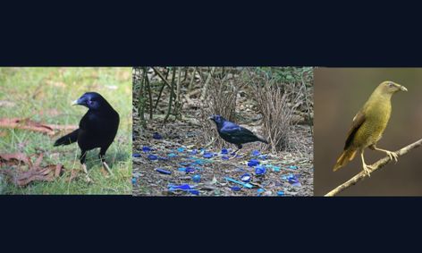 Animal Science A To Z Bowerbirds Small Online Class For Ages 5