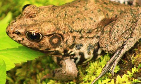 Life Cycles Frog Toad Small Online Class For Ages 8 12 - 